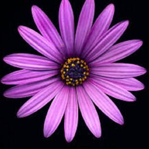 Meet your Posher, Louisahappy